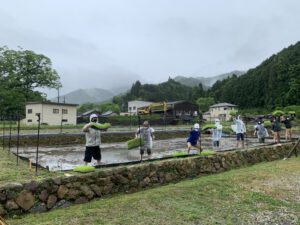 恒例もち米　手植え（コロナ対策ver.）